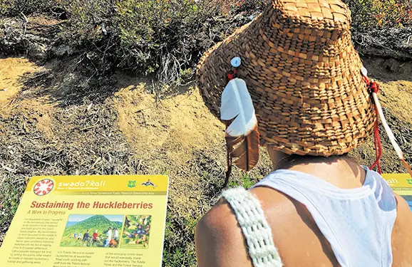 A young person stands in front of some plants at an information sign called "Sustaining the huckleberries".