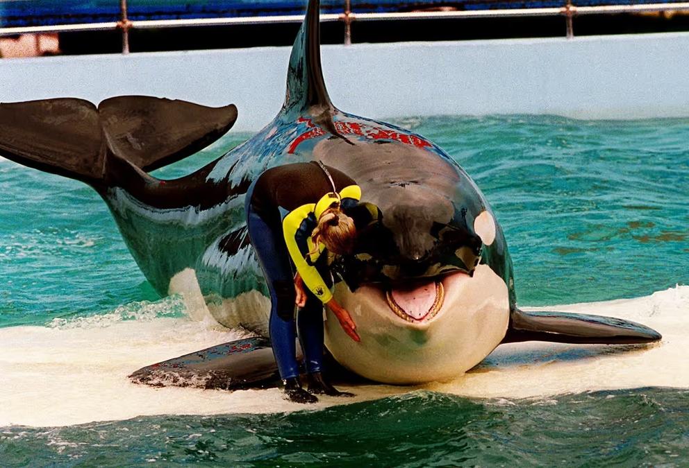 A trainer in a wetsuit pats the face of a large orca whale in a shallow pool.