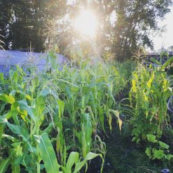 The sun shines through the trees onto a field growing corn and squash.