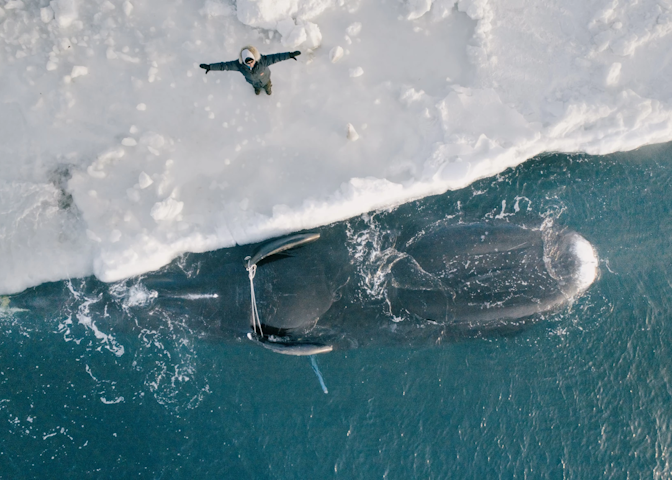 A person lying on ice as a whale floats in the water.